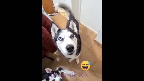 Funniest Animals Life | Watch this Amazing Animals | Try not to Laugh P0
