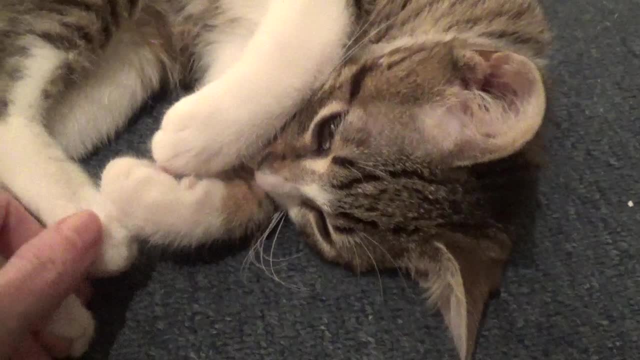 Baby Cat Spreads Litter on the Floor and Plays Innocent