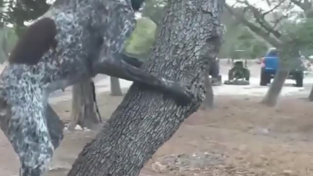 If the birds don't come to you, you go to the birds!