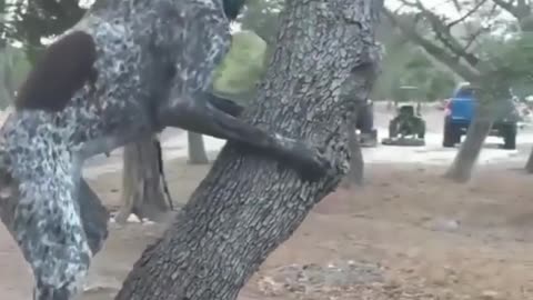 If the birds don't come to you, you go to the birds!