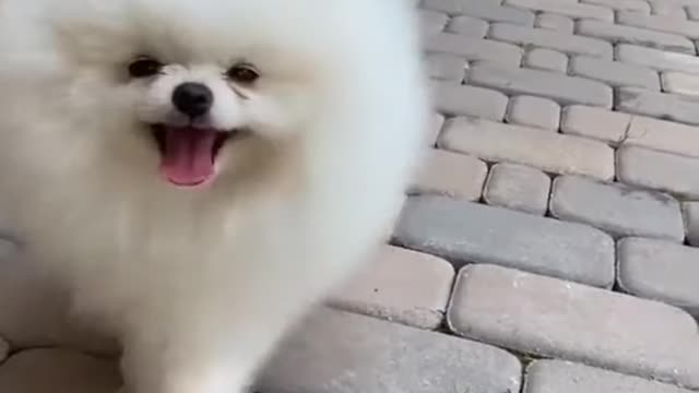 Cute dogs video