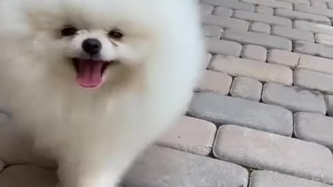 Cute dogs video