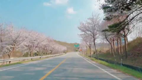 Beautiful Cherry Blossoms in Korea Countryside