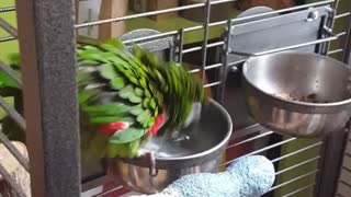 Meet Zazu, the world fastest "dip-yourself-in-the-waterbowl" Hahnmacaw