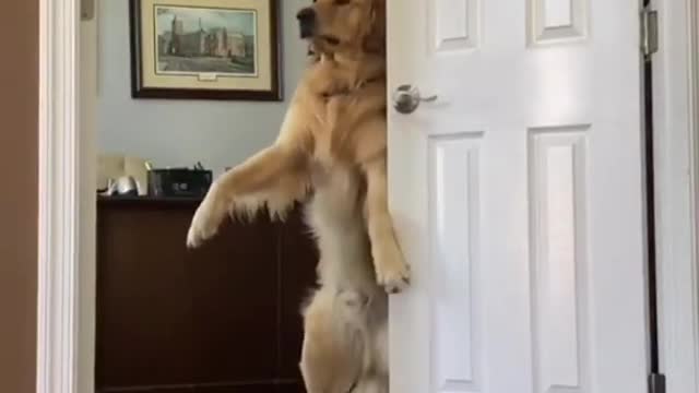 Dog dancing funny video😂