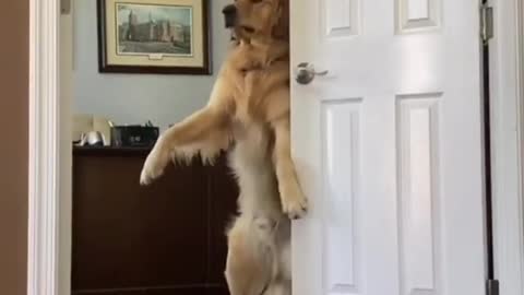 Dog dancing funny video😂