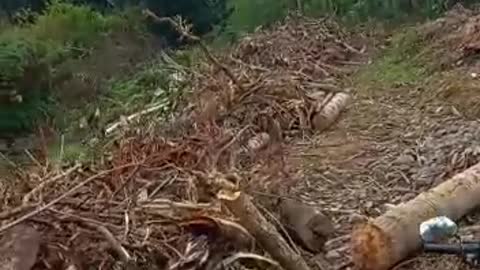 wood for cooking fuel