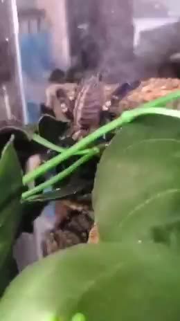 P metallica just chilling