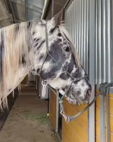 Horse only likes the filling