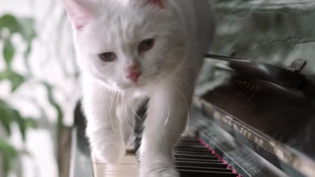 Funny cat walking over the piano