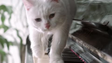 Funny cat walking over the piano