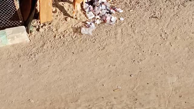 Hard scene.. Sad street dog eating from rubbish