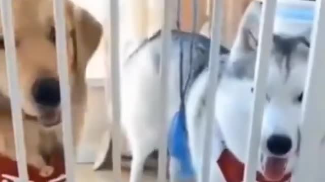 Amazing Baby Dogs -Cute And Funny Dog Videos Compilation #short