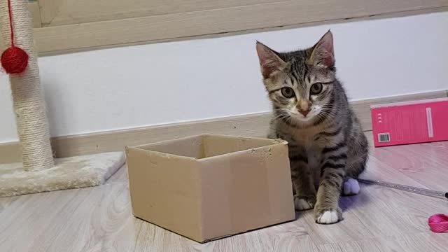 Play with a cat 3