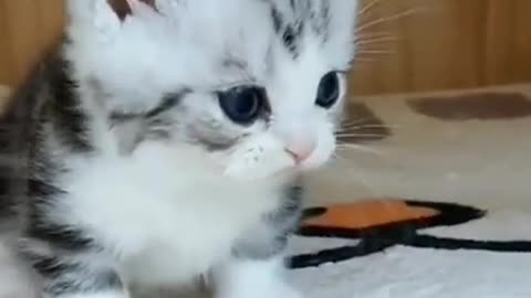 Cat Lover Emotional Lover Caring