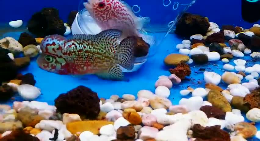 Lou han fish (flowerhorn) 15