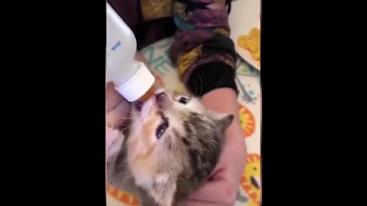 Cute and lovely kitten videos,funny animal videos0