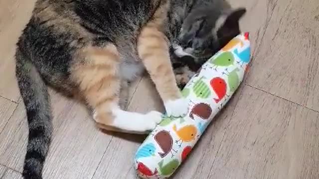 Drunk kitty