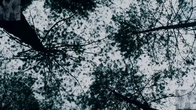 The sight of lying in a tree