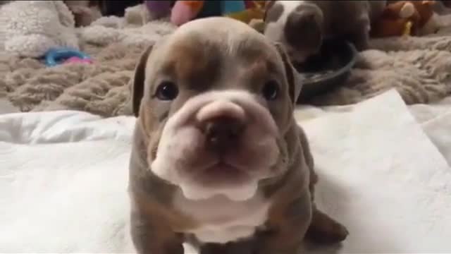 Funny Little Animals