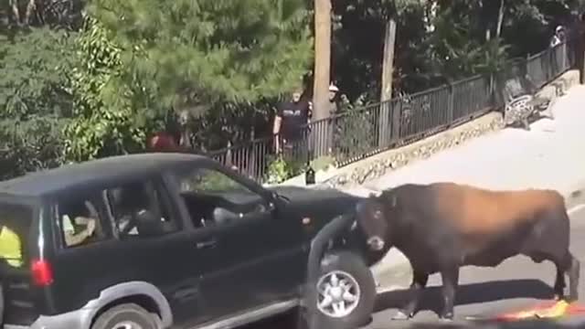 Omg what the bull is doing must watch till end