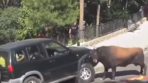 Omg what the bull is doing must watch till end