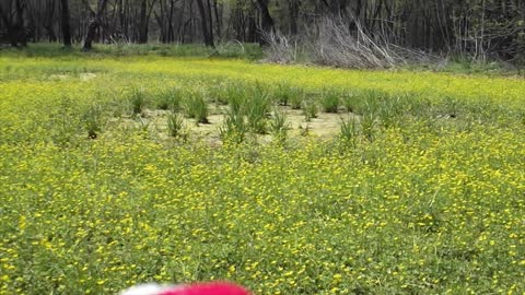 Li'l Buc & Buster in the Yeller Fields