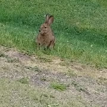 Rabbit eating