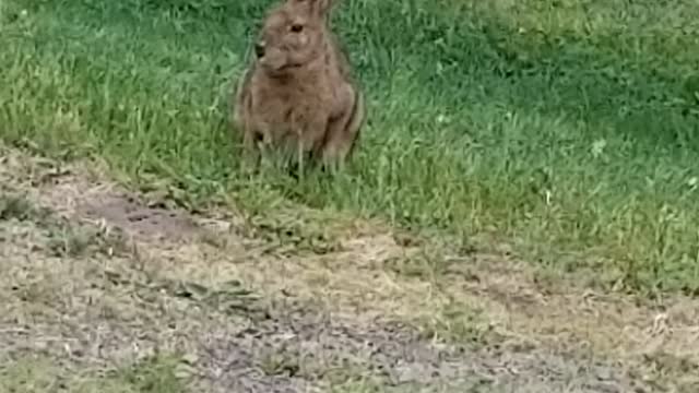 Rabbit eating