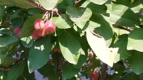 Small red fruit