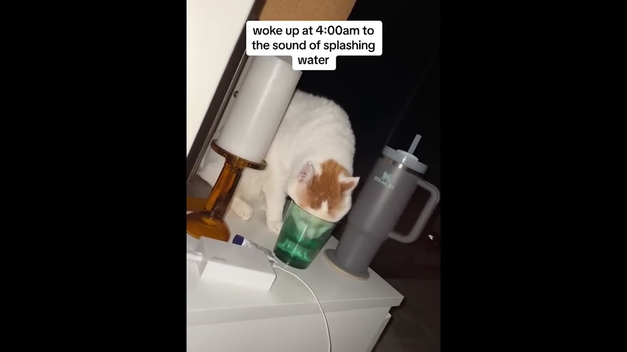 FUNNY CATS MEMES COMPILATION