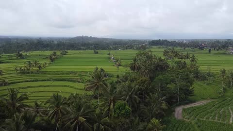 Rice field footage