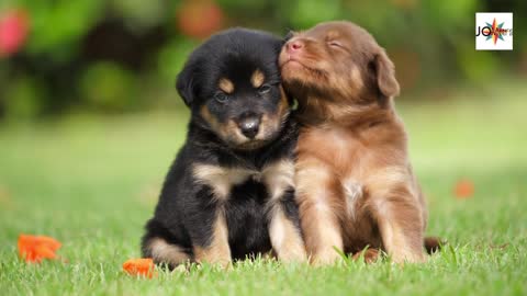 Cute Puppies Playing In The Garden