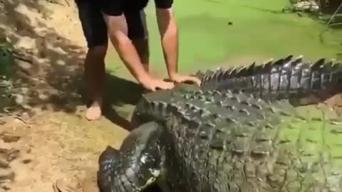 A GIANT CROCODILE!!!