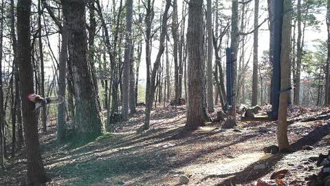 The Woods - 01/23/2021