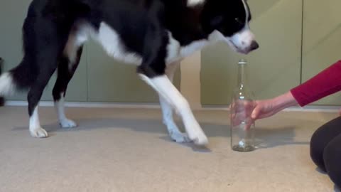 Simba The Dog Practices For His World Record