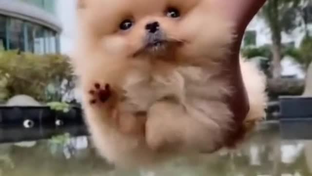 The puppy only knows that you have opened the door for him and he wants to love you well