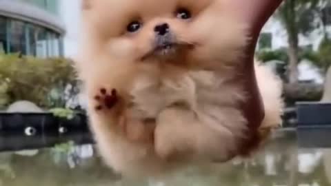 The puppy only knows that you have opened the door for him and he wants to love you well