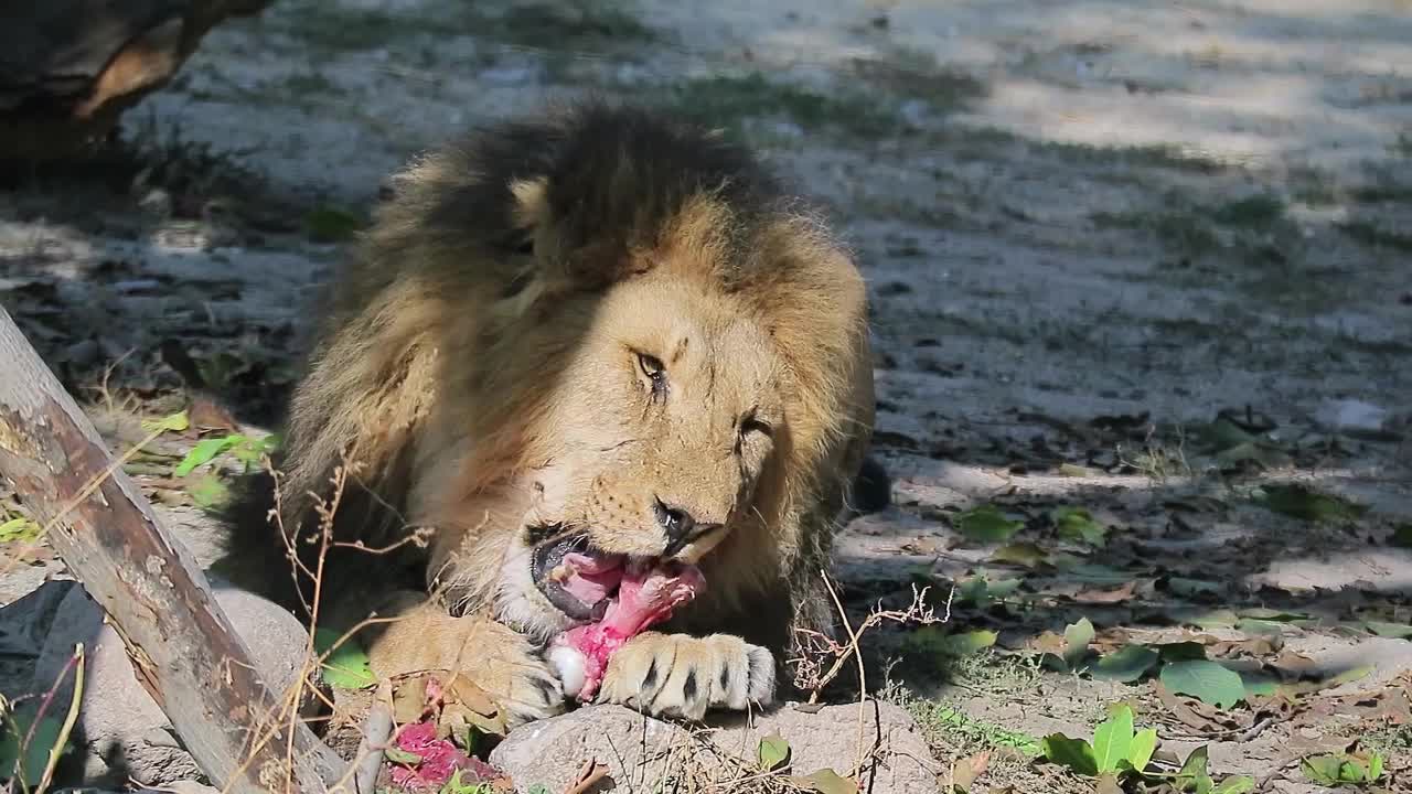 LION EATING MEAT