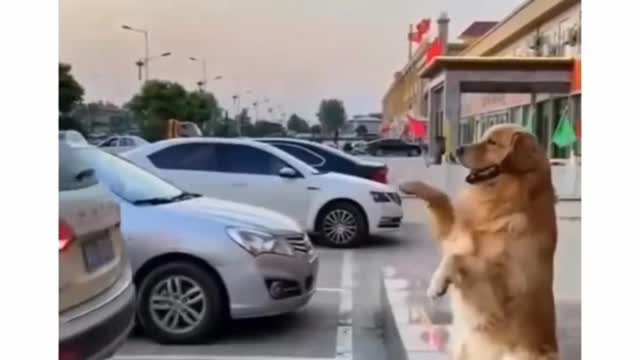 Dog is a traffic control funny animals prank videos