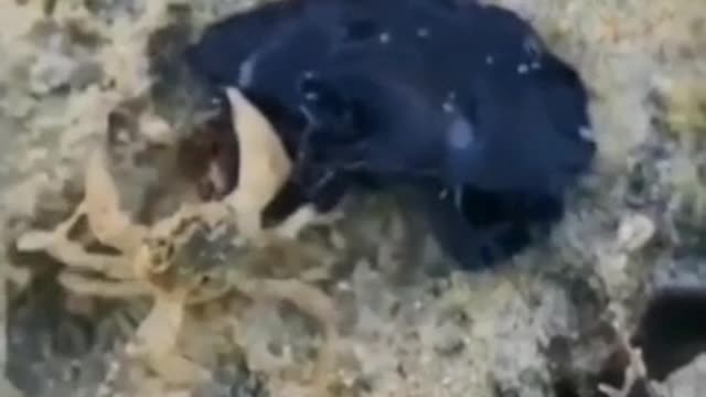 venom fish
