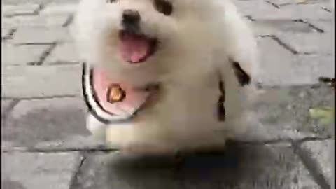 Baby Dogs 🐶 Cute and Funny Dog Videos Puppy Dogs Compilation 2021.