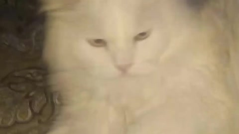 i play with my pretty cat
