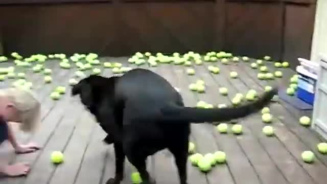 Dog Fan Of Tennis Balls Gets To Chase Them To His Heart's Content