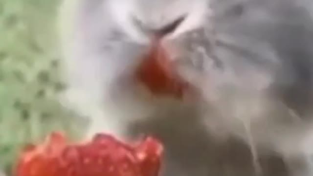 Cute Animals๐๐๐โบ#shorts #animalsshorts #funnyanimals