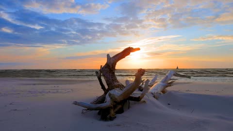 sea beach tree sky