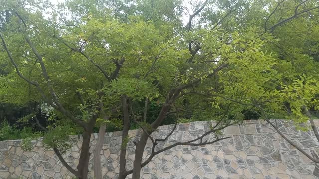 This tree grows inside a pile of stones