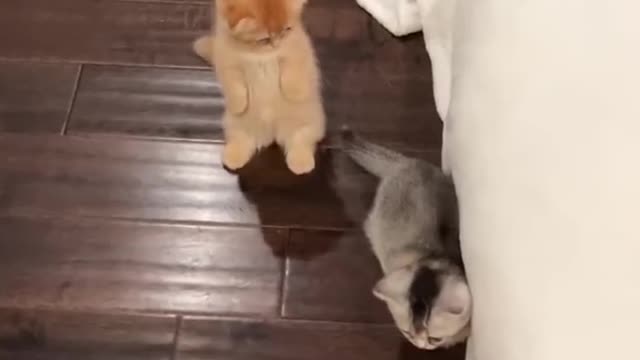 Crazy Cats videos 🐈🐱🐈⬛