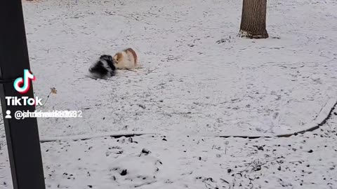 Niko and Desi in the snow