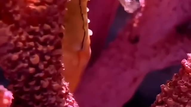 A seahorse in a coral